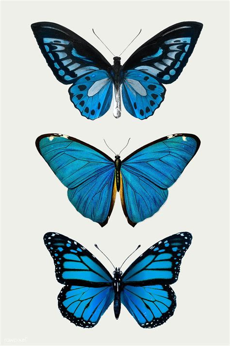 Blue Butterfly Printable