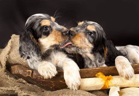 Puppy Kiss Stock Image Image Of Furry Dogs Companionship 12907345