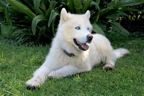 Pure White Siberian Husky Dog With Husky Dogs Siberian Husky Dog