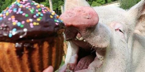 Esther The Wonder Pig May Just Make You Rethink Bacon