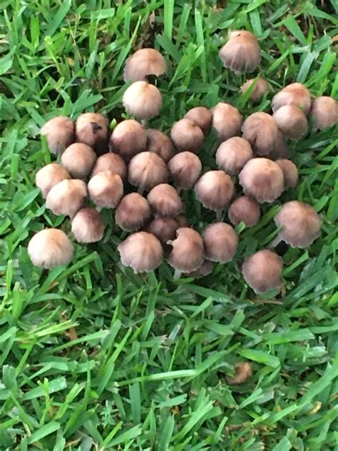 Are These Liberty Caps Found South Coast Nsw Australia R