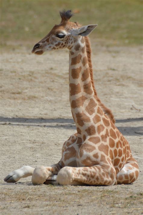 Free Images Animal Wildlife Zoo Mammal Fauna Giraffe Neck