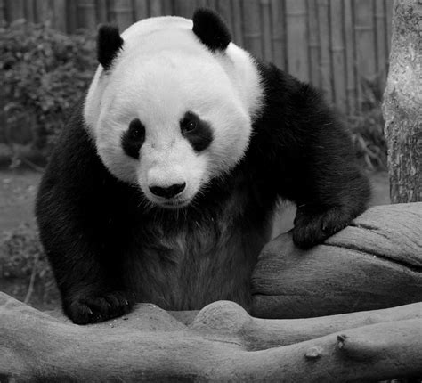 Panda Portrait Photograph By Ruth Jolly Fine Art America