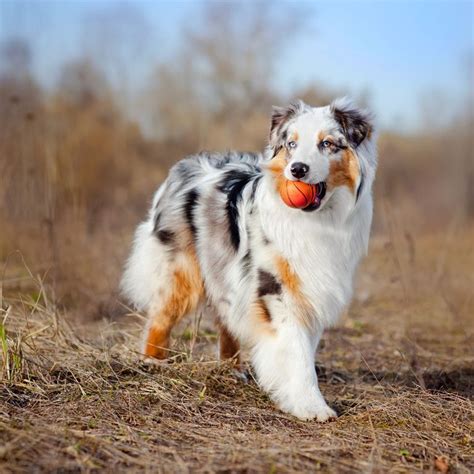 40 Medium Sized Dog Breeds Just Waiting To Be Your Friend