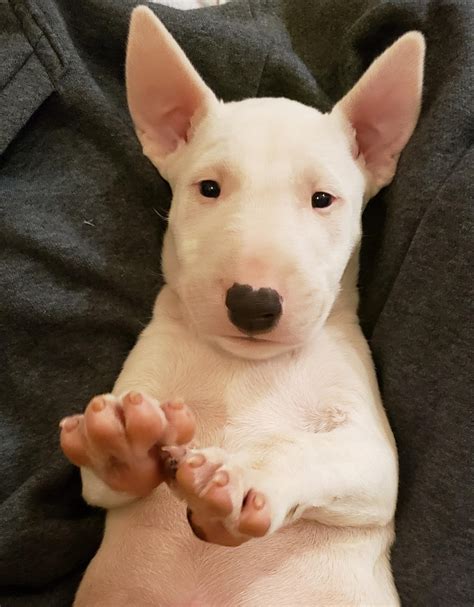 Bull Terrier Breeders In Southern California Image Bleumoonproductions