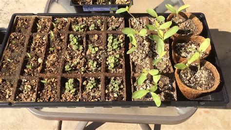 Hyssop Seedlings And More Update Youtube