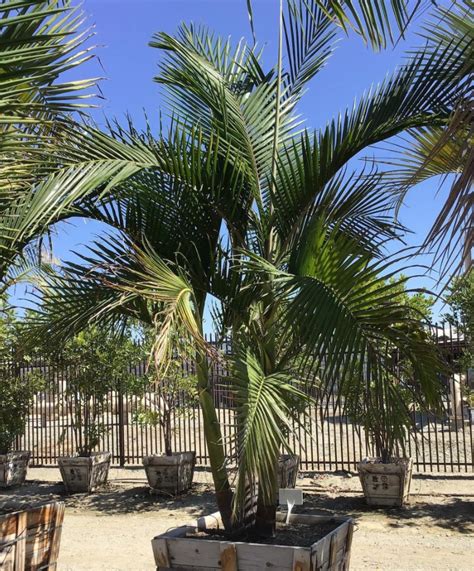 Buy A King Palm Tree Pulled Pulled Nursery