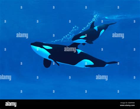 Killer Whale Orcinus Orca Mother With Calf Stock Photo Alamy