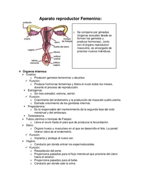 pdf aparato reproductor femenino female reproductive system fernando marcos marcos