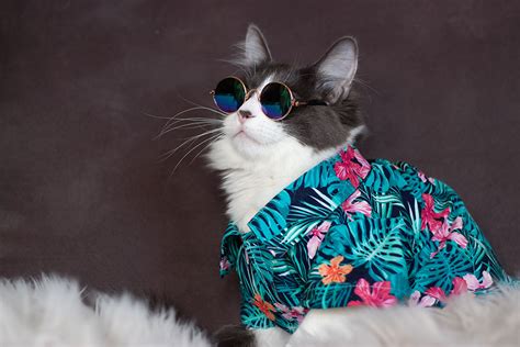 8 Simple Tips On How To Photograph Cats In Clothes