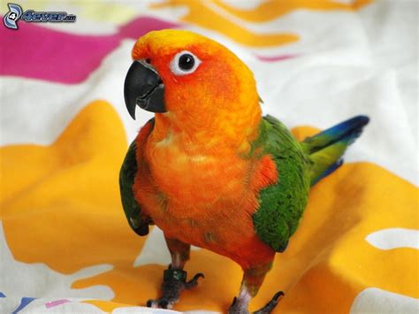 Loro