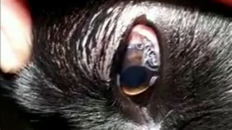 Eye Worms In A Dog In Romania Youtube