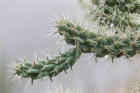Reviving Droopy Cactus Causes And Solutions
