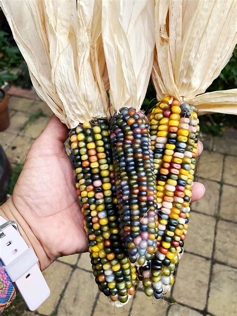 Glass Gem Corn Is The Prettiest Corn Ever By Claudya