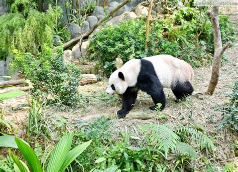 Entree Kibbles Giant Panda Forest Saying Hi To Kai Kai And Jia Jia