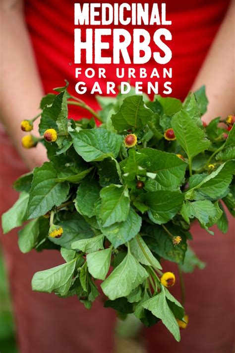 7 Medicinal Herbs For Urban Gardens Chestnut School Of Herbal Medicine