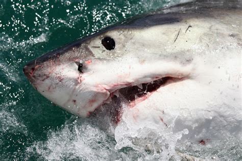 What Do Baby Great White Shark Pups Look Like Shark Week Gives Us A