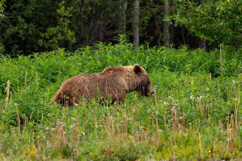 Brown Bear And Grizzly Bear On Meadows Stock Image Image Of Predator