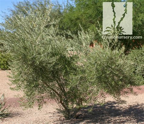 Get to know your apple watch by trying out the taps swipes, and presses you'll be using most. Fruitless Olive - Olea europaea (Fruitless variety ...