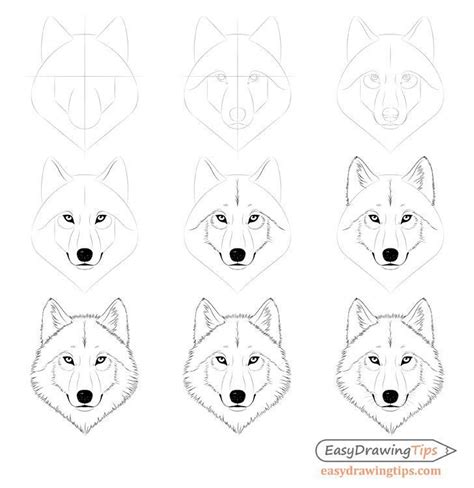 How To Draw A Wolf Face And A Wolf Head Easydrawingtips Step By Step
