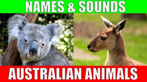 Australian Animals Names And Sounds For Kids To Learn Learning