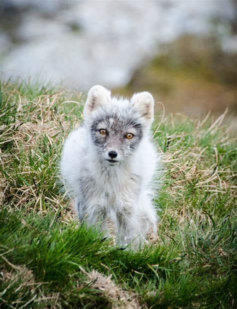 Arctic Foxes On A Swedish Mountain Turned ‘blue It Was A Good Thing
