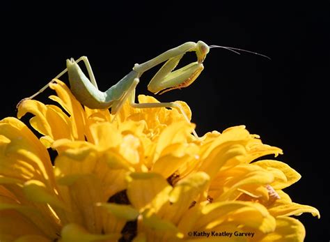 Shall We Prey Mantises Are Totally Fascinating Bug Squad Anr Blogs