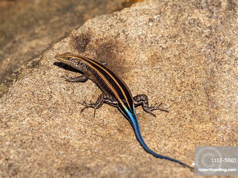 Adult Male African Five Lined Skink Stock Photo