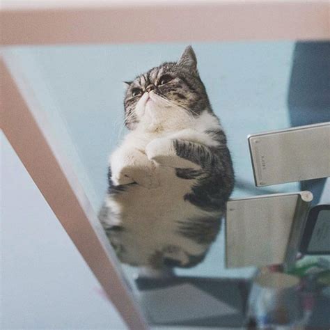 21 Photos Of Cats Sitting On Glass Tables Please Disregard Twistedsifter