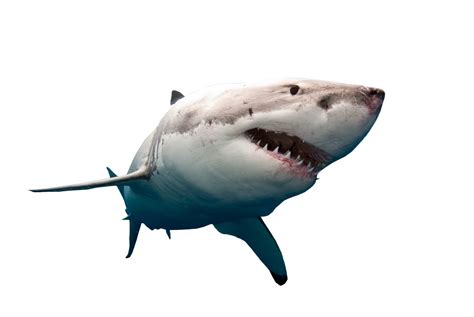 We did not find results for: Shark Swimming PNG Image - PurePNG | Free transparent CC0 PNG Image Library