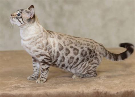 Albino Bengal Cat Newyorkcaterryus