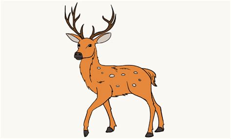 Deer Drawing At Getdrawings Free Download