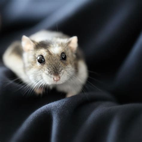 Of The Most Popular Hamster Breeds