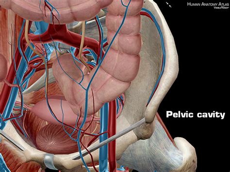 Anatomy And Physiology Anatomical Planes And Cavities