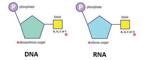 Structure Of Rna Nucleotide