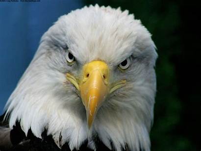 Bald Eagle Wallpapers Animals Eagles American Face
