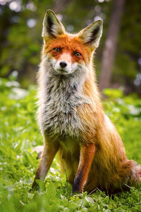 Wild Red Fox Stock Image Colourbox