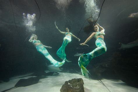 Mermaids To Host World Famous Weeki Wachee Mermaids In July