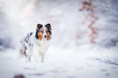 Snow Cute Dogs Wallpapers Top Free Snow Cute Dogs Backgrounds