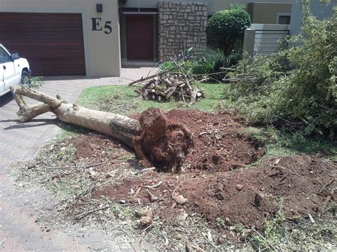 How can i pay for tree removal service? Tree Stump Removal Cost & Price Guide | Boom sloping in ...