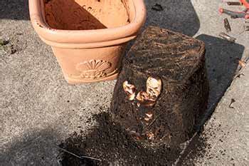 Cannas are easy to grow from rhizomes, but you can also buy plants over the summer. Overwintering Canna Lilies is simple