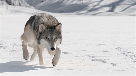 Gray Wolf Nature Pbs