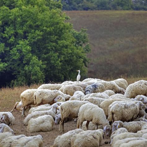 Flock Of Sheep Photograph By Joana Kruse Fine Art America