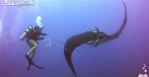 Video Divers Rescue Trapped Manta Ray Grand View Outdoors