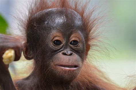 Baby3 Borneo Orangutan Survival Australia