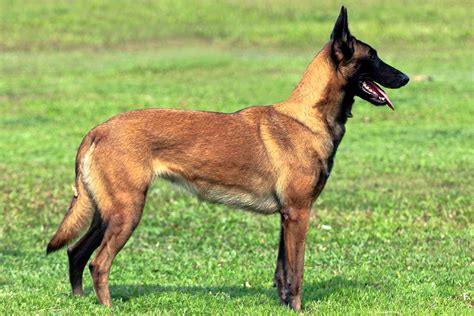 It has a black mask and ears and a lighter underside. Belgian Malinois - All Big Dog Breeds