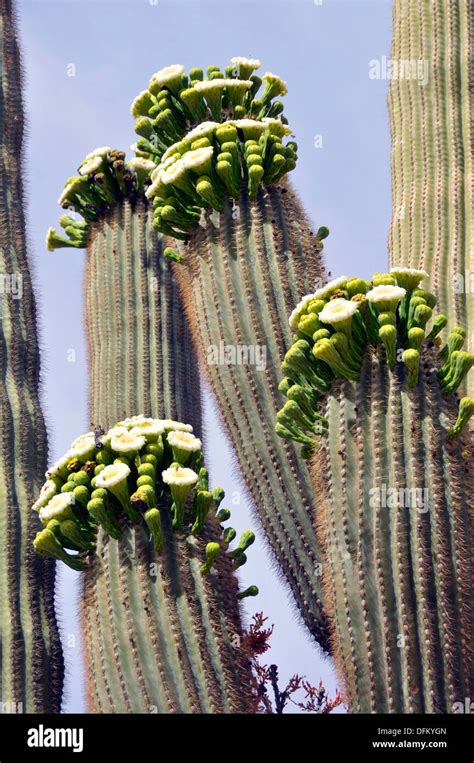 State Flower Of Arizona Is The Saguaro Cactus Flower Hi Res Stock