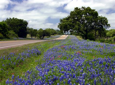 Where Are The Best Places For Texas Bluebonnets