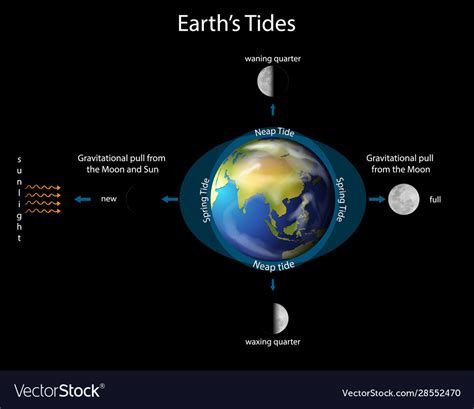 Diagram Showing Earth Tides With And Moon Vector Image