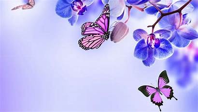 Butterfly Purple Desktop Wallpapers Resolution